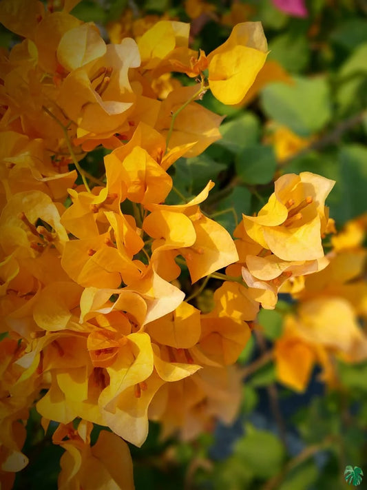 (1) California Gold Bougainvillea Live Plant | Golden Yellow Blooms | Tropical Vine, Fast Growing, Drought Tolerant, Starter Plant