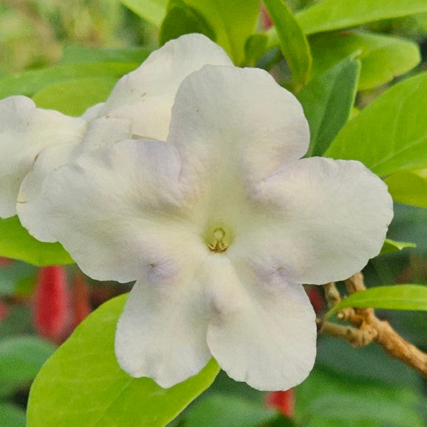 3 Lady of the Night Plants (Brunfelsia americana) β Live Bare Root Starters β Fragrant Night Blooms, Tropical Shrub, Rare Perfume Plant
