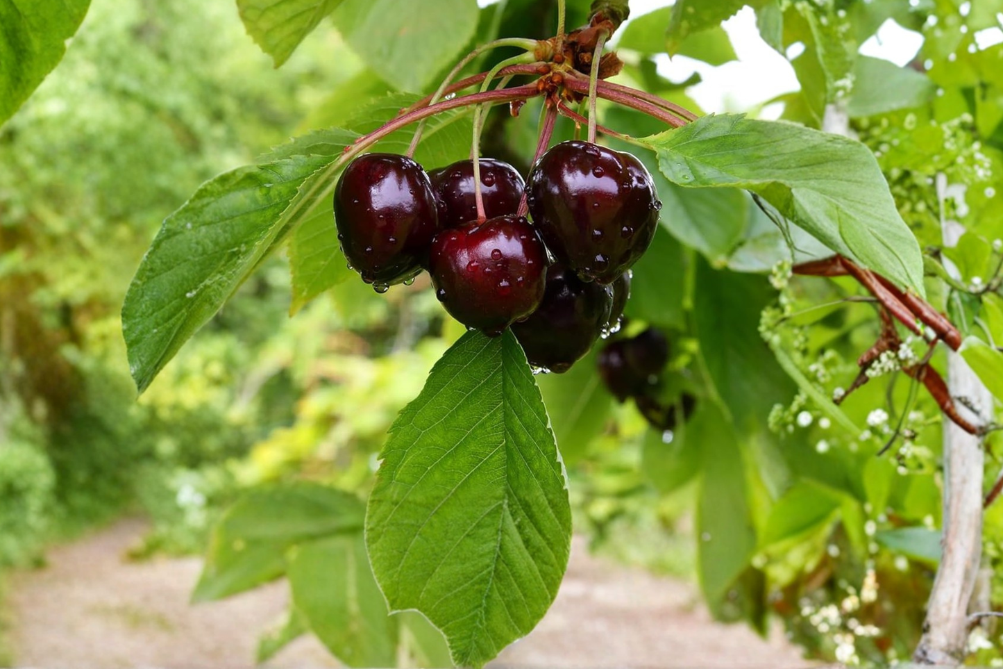 Black Pearl Cherry Tree 4–6 Ft Live Plant, Sweet Dark Cherry Fruit Tree for Home Garden Backyard Orchard