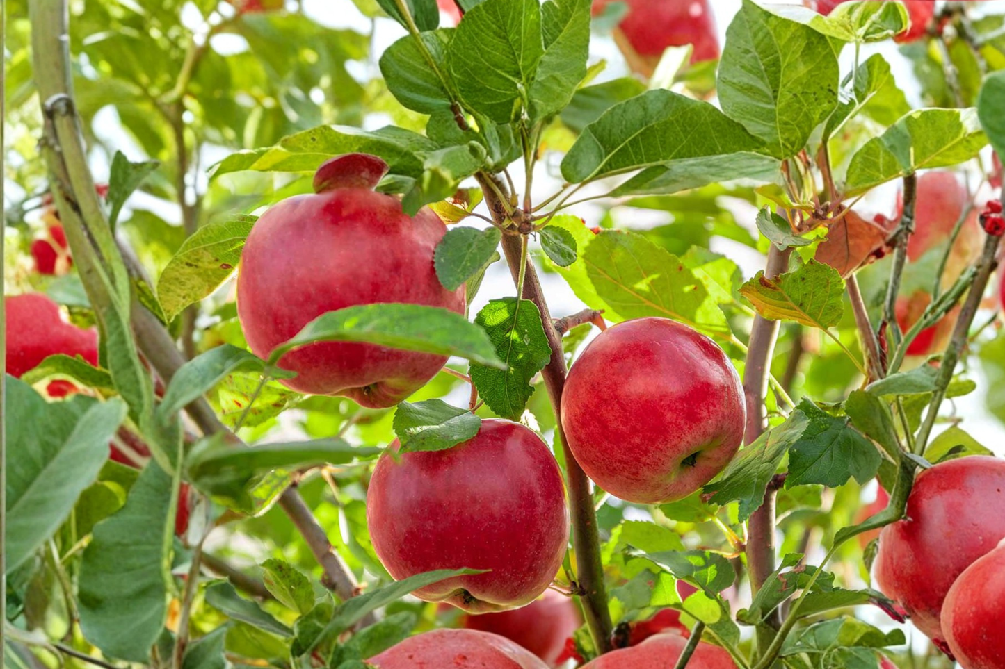 Pink Lady Apple Tree 4-6 FT Live Plant – Crisp Sweet Fruit Tree for Backyard Orchard Garden Easy Grow Fresh Apples No Ship CA