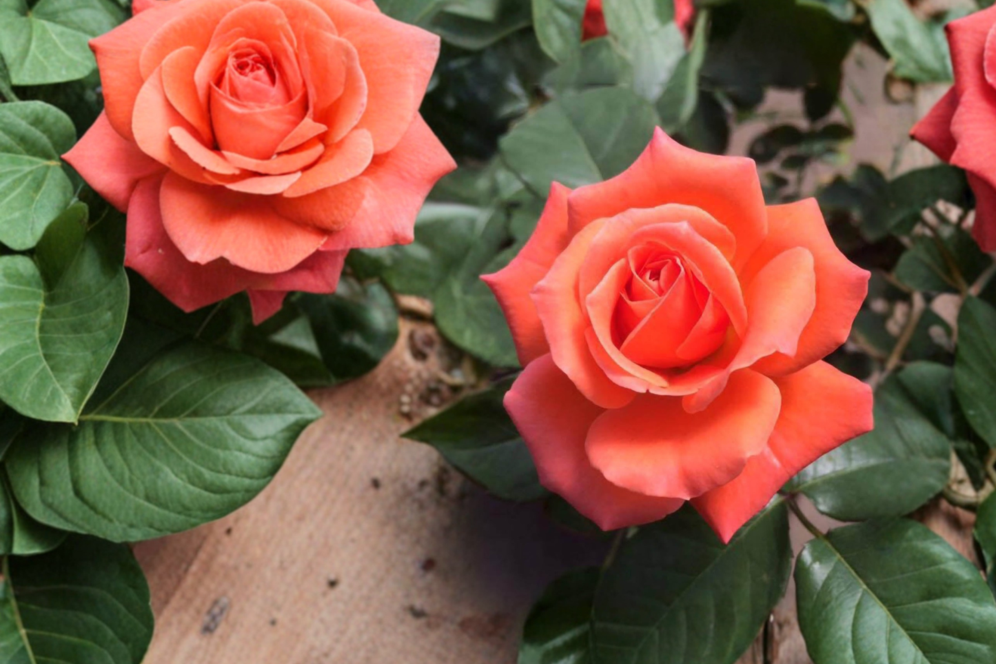 Tropicana Rose Bush 2 Gallon Live Plant – Orange Hybrid Tea Rose, Flowering Garden Shrub