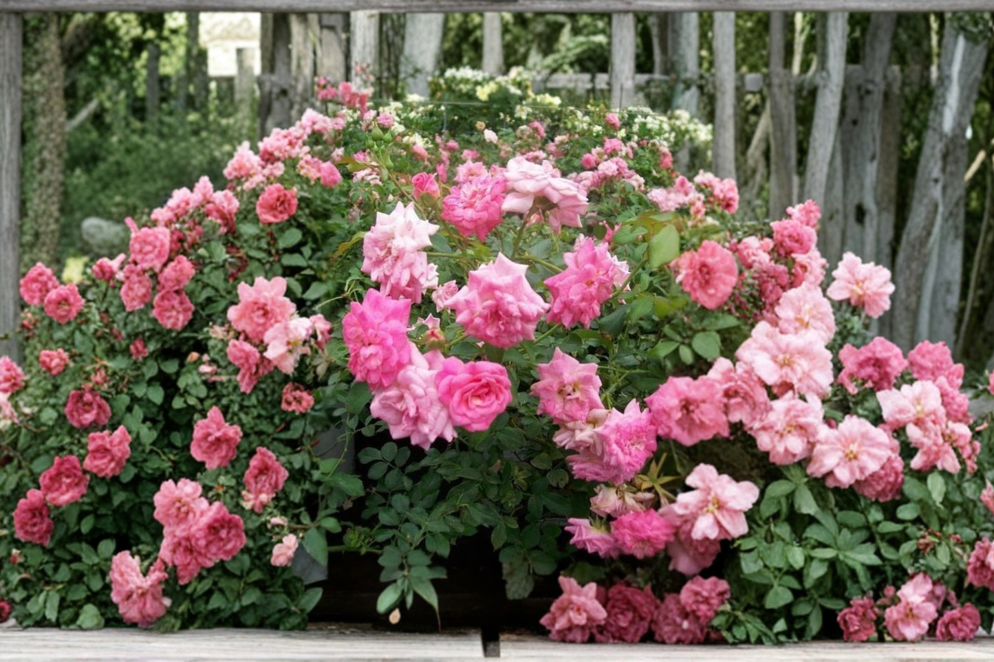 Sweet Drift Pink Rose 3 Gallon Live Plant – Ground Cover Rose Bush, Double Bloom Flowering Garden Shrub