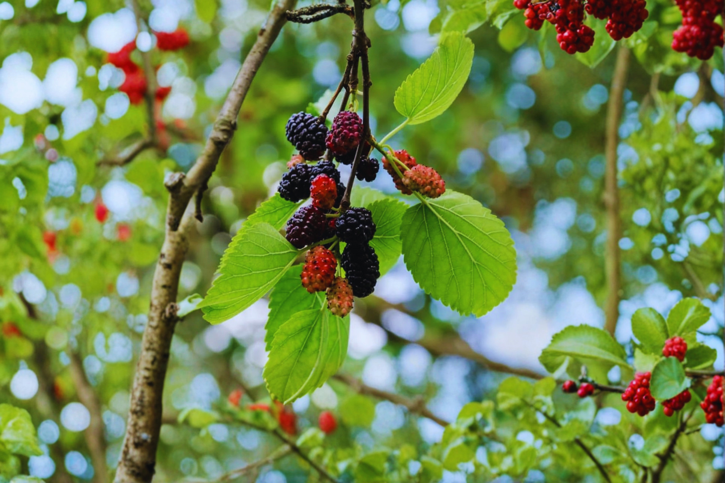 Fruitless Mulberry Tree 8-9 Ft Live Plant – Fast Growing Shade Tree for Garden, Backyard Landscape Outdoor Planting