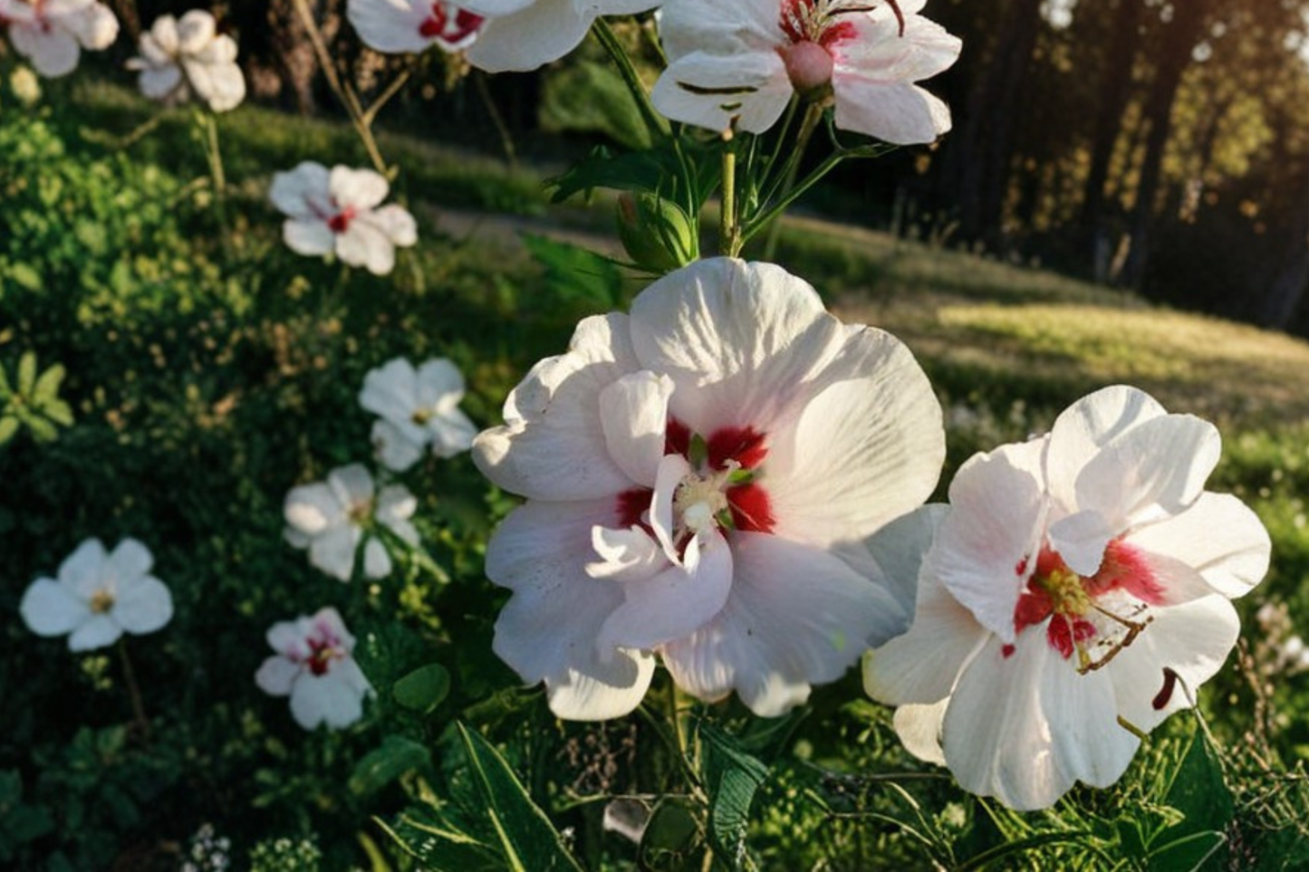 Double White Rose of Sharon Althea 3 Gal Live Plant Hibiscus Flowering Shrub Large Garden Bush Outdoor Landscape Plant