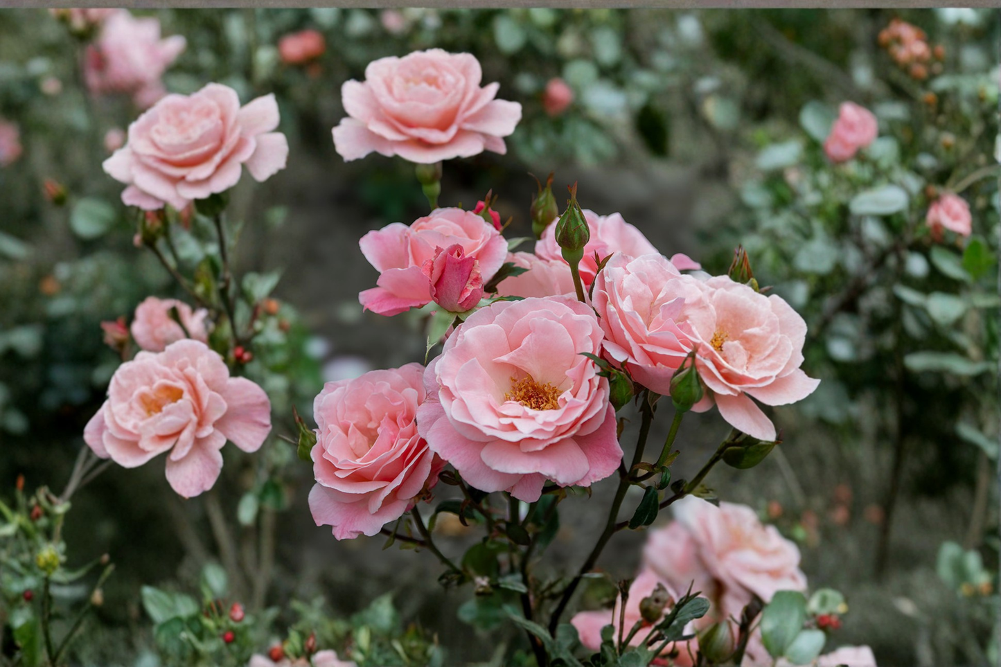 Queen Elizabeth Grandiflora Rose 2 Gal Live Plant Pink Blooming Bush Tall Garden Shrub Outdoor Rose Plant