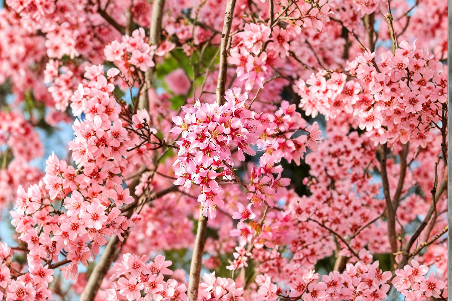 Okame Flowering Cherry Tree 4-6 ft Live Plant – Prunus incam Pink Bloom Ornamental Tree for Garden Landscape Outdoor Plant