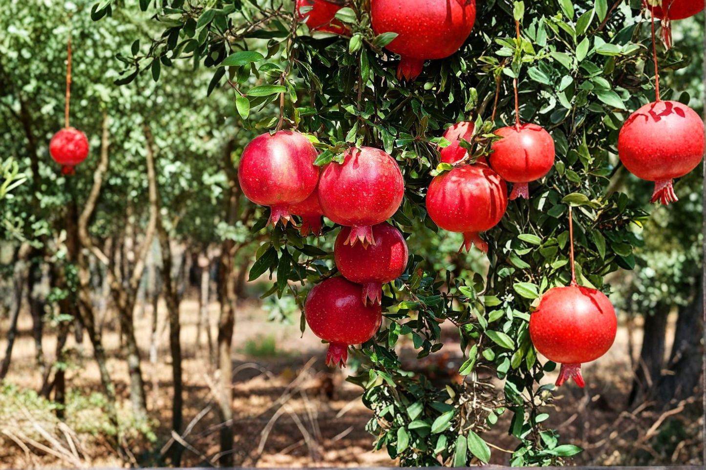 Dwarf Pomegranate Tree 3 Gal Live Plant – Punica granatum Compact Fruit Tree for Home Garden Outdoor Planting