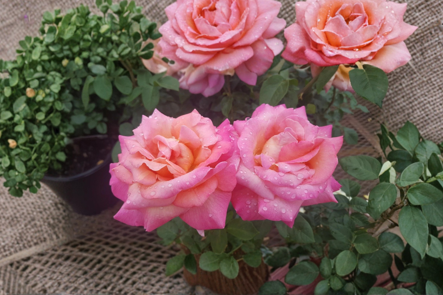 Broadway Hybrid Tea Rose 5 Gal Live Plant – Yellow Pink Rose Bush Flowering Garden Shrub for Landscape Outdoor Planting