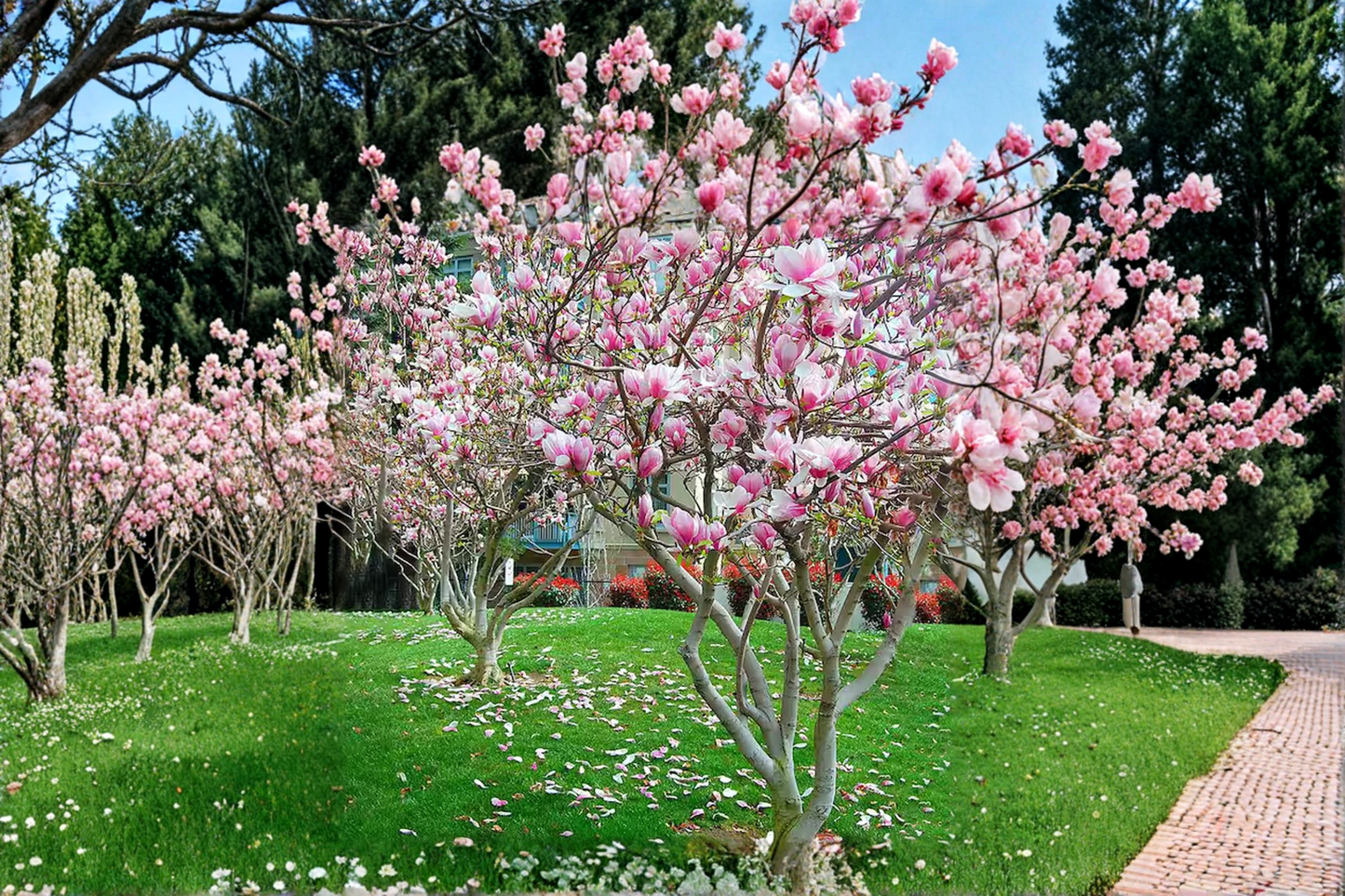 Pink Japanese Magnolia Tree 4-5 ft Live Plant 5 Gal – Magnolia liliiflora Flowering Ornamental Tree for Garden Landscape