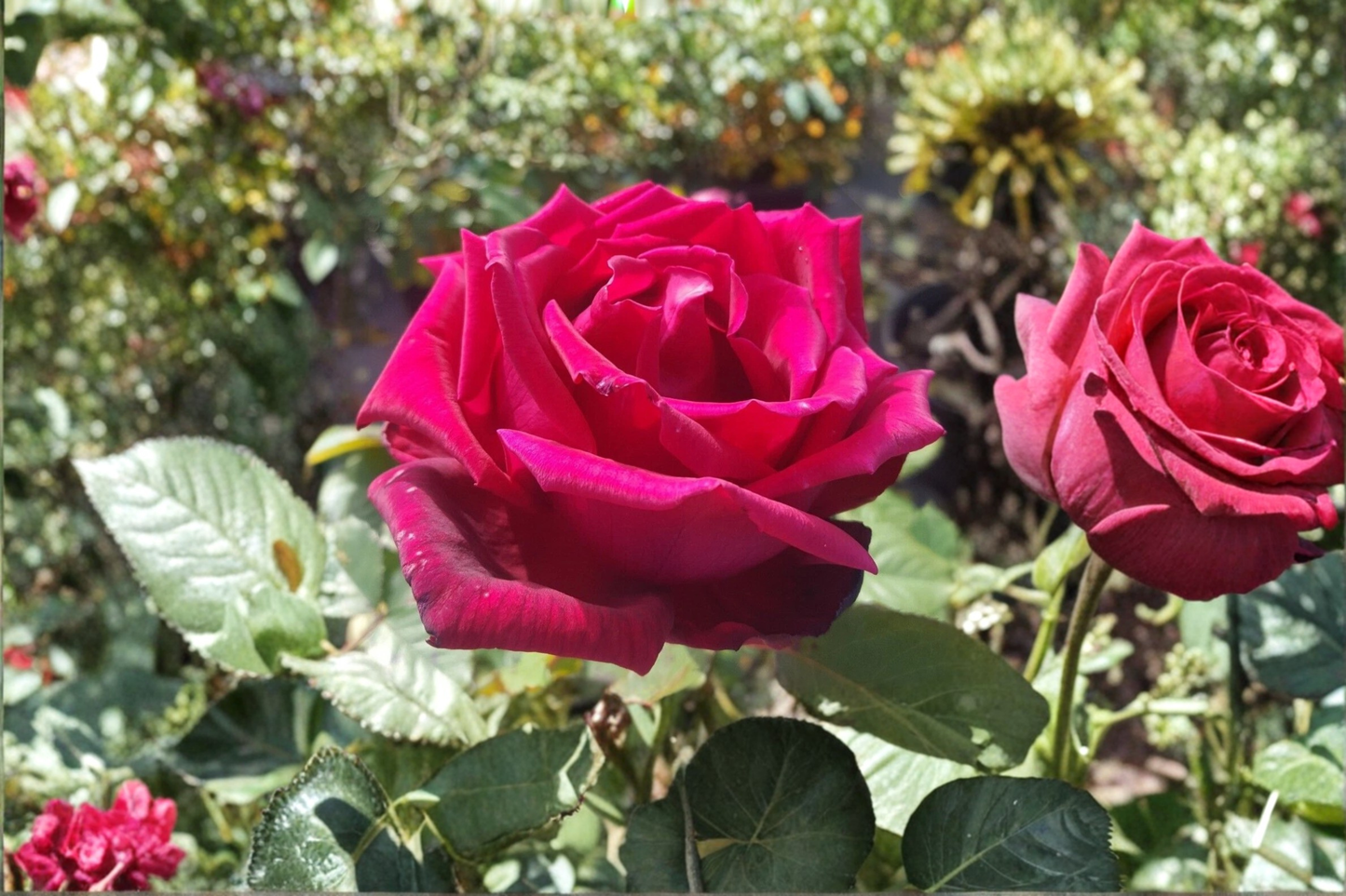 Traviata Red Hybrid Tea Rose Plant 1 Gal – Fragrant Double Bloom Bush Rose for Garden Landscaping Outdoor Shrub Roses