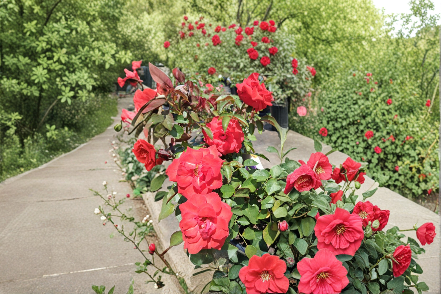 High Society Climbing Rose Plant 2 Gal – Live Deep Pink Rose Bush for Garden Trellis Landscaping Outdoor Shrub