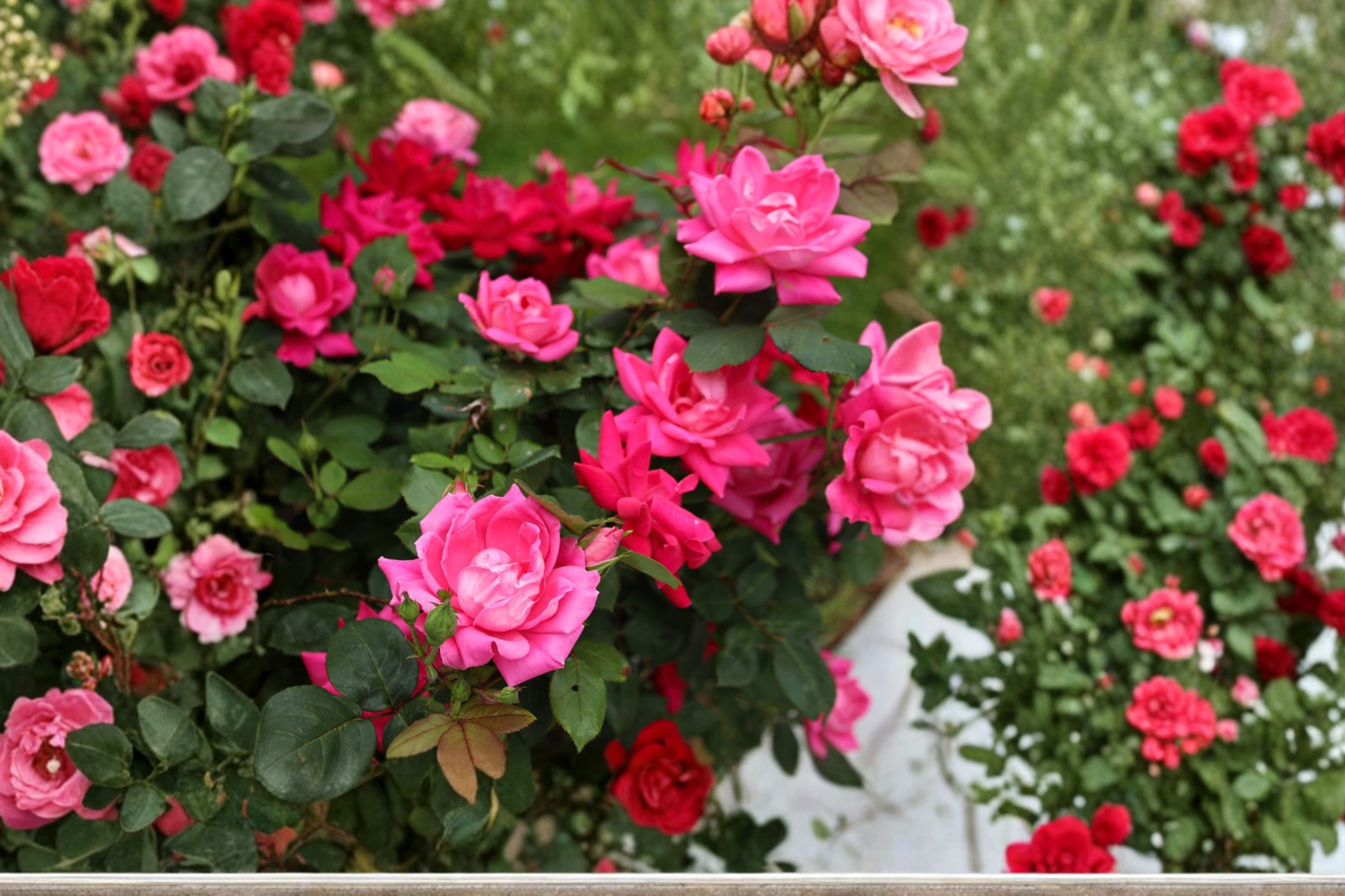 Pink Double Knock Out Rose Plant 3 Gal – Live Bush with Double Pink Blooms for Garden Landscaping Easy Care Shrub