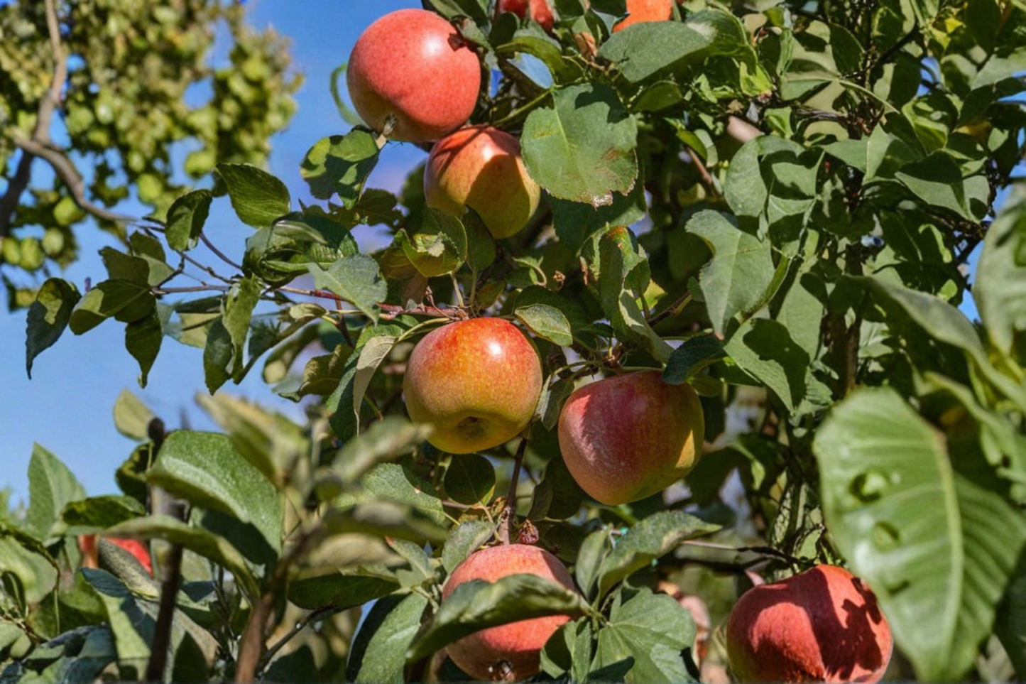 Fuji Apple Tree 4-6 Ft Live Plant 5 Gal – Sweet Juicy Apple Fruit Tree for Garden, Backyard Orchard Outdoor Planting