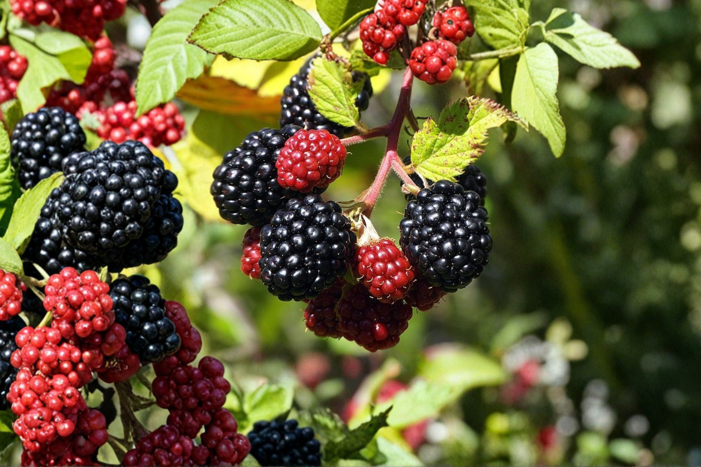 Brazos Blackberry Plant 1 Gallon Live – Thorny Berry Plant for Garden, Backyard Fruit Bush for Outdoor Growing