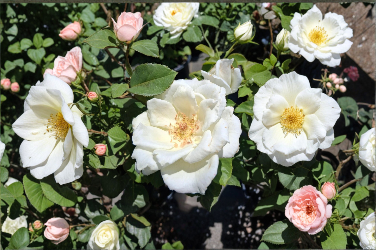 White Lightnin Grandiflora Rose Bush 2 Gal Live Plant – White Blooming Rose for Garden Landscape, Flowering Outdoor Shrub