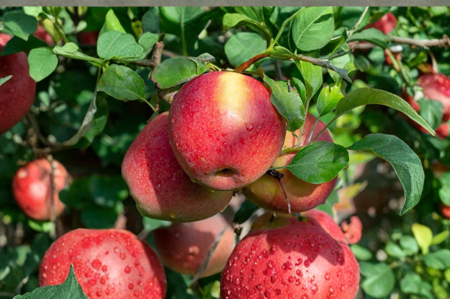 Braeburn Apple Tree 4-6 Ft Live Plant – Apple Fruit Tree for Garden, Backyard Orchard Outdoor Planting