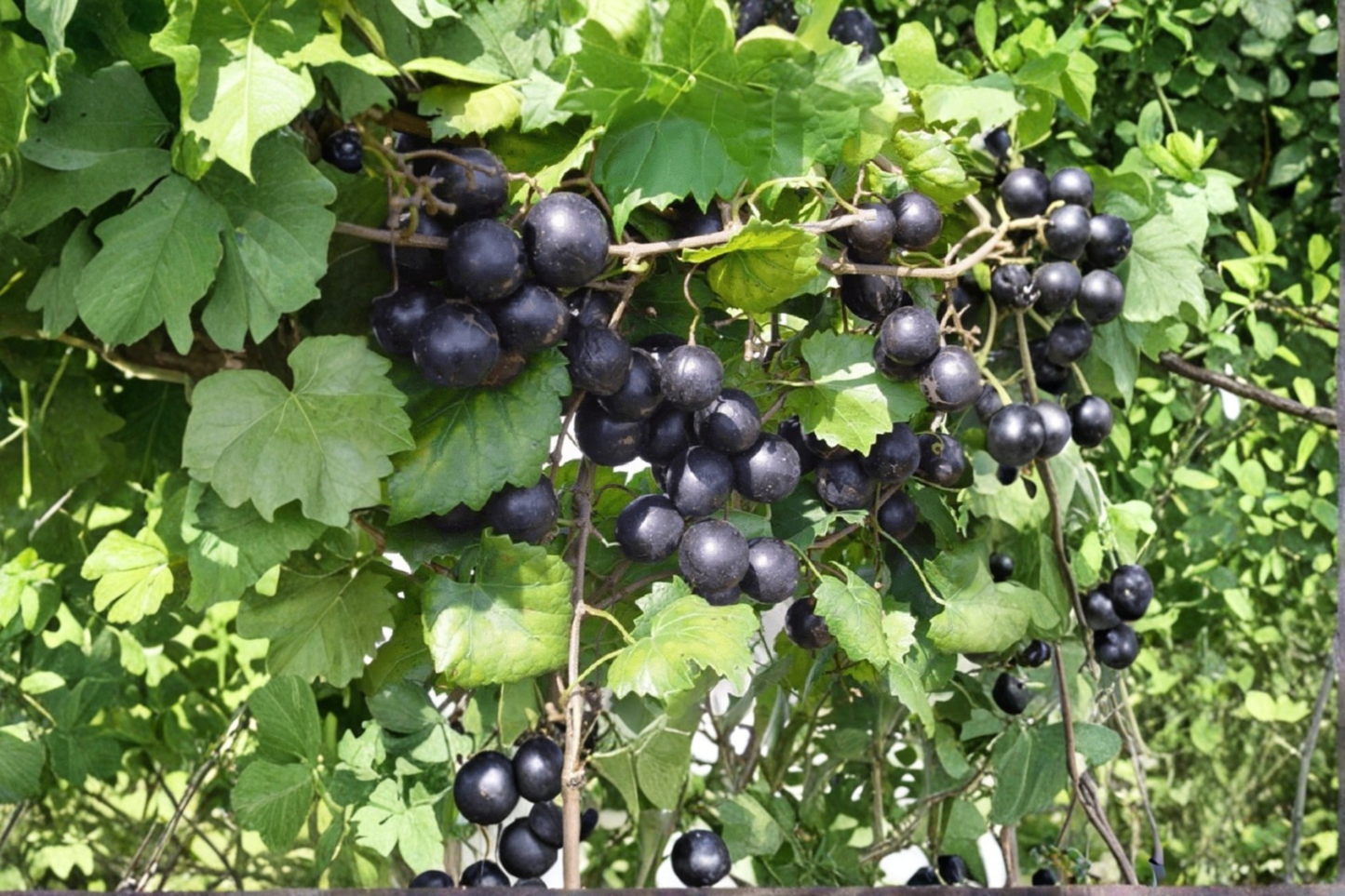 Black Lane Muscadine Grape Vine 2 Gal Plant – Sweet Southern Grape Vine for Garden Trellis Vineyard Fruit Plant No Ship CA