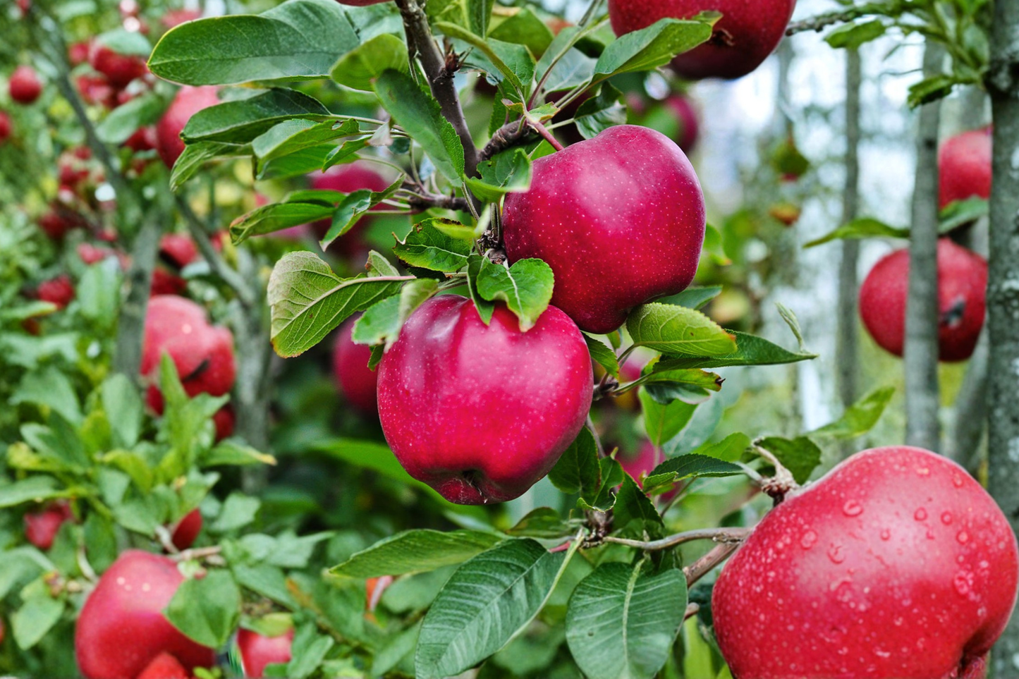 Pink Lady Apple Tree 4-6 FT Live Plant – Crisp Sweet Fruit Tree for Backyard Orchard Garden Easy Grow Fresh Apples No Ship CA