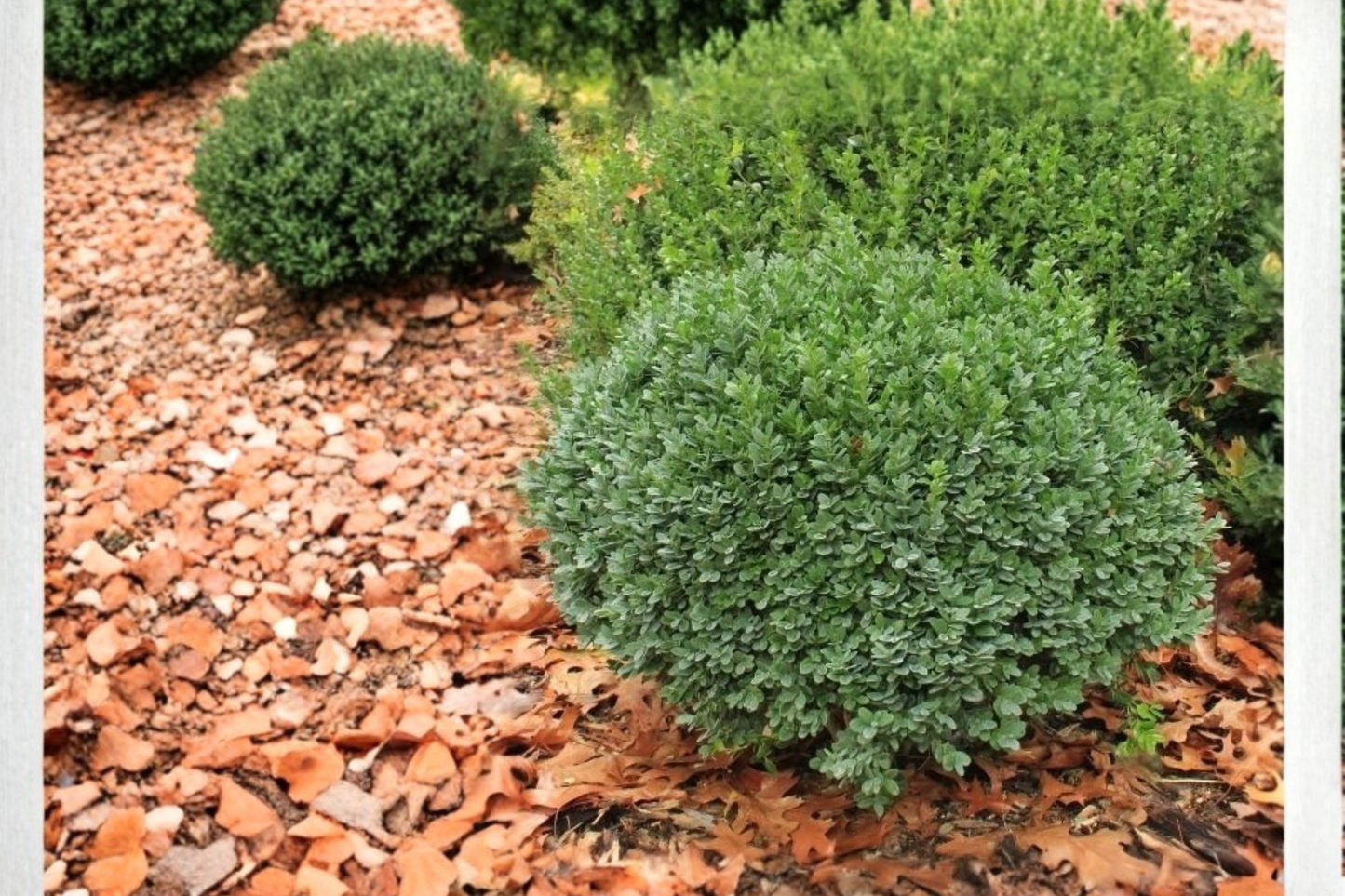 Dwarf Yaupon Holly 3 Gal Live Plant – Evergreen Shrub for Hedge Border Landscape Easy Care Garden Plant No Ship CA