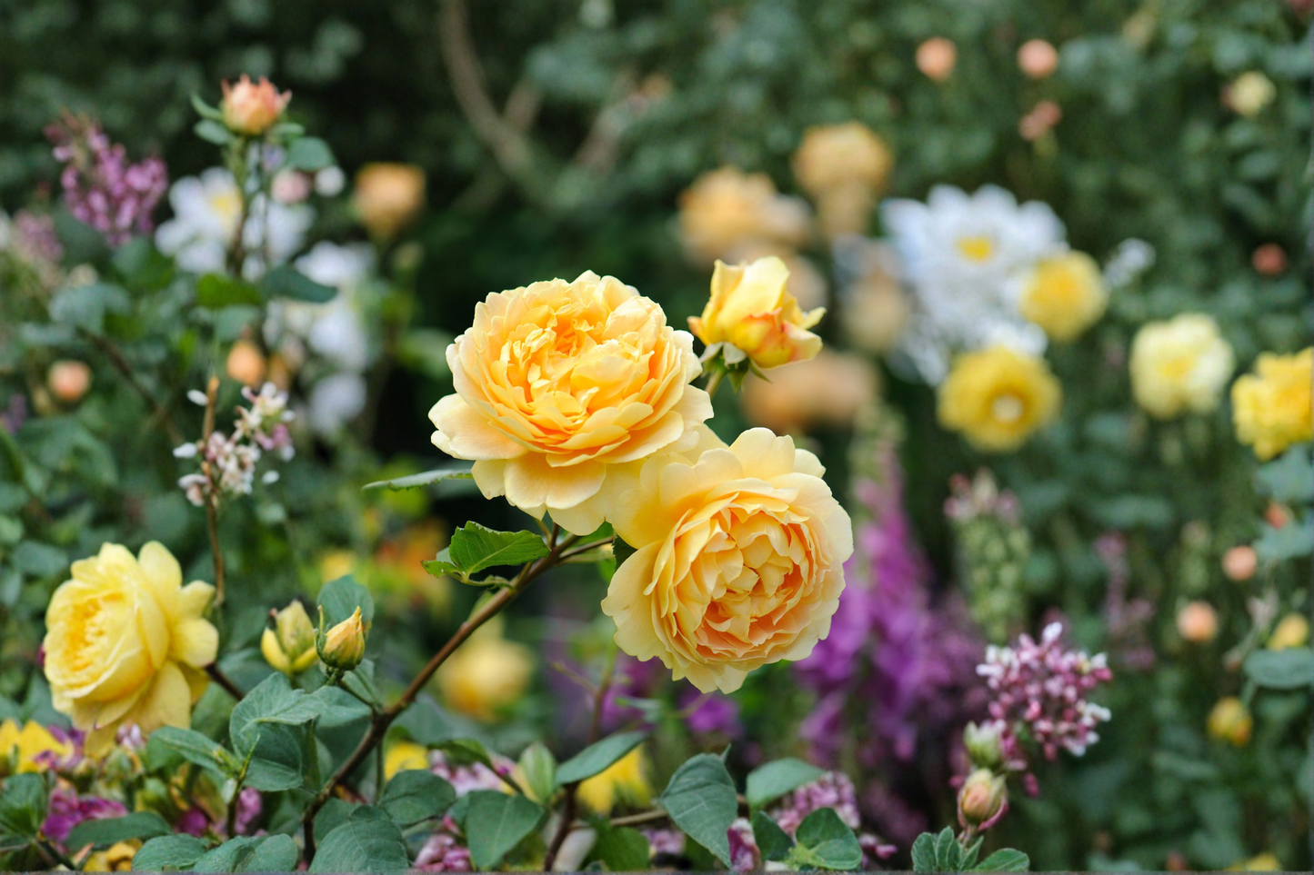 Golden Masterpiece Yellow Rose 2 Gal Live Bush – Bright Yellow Rose Plant for Garden Landscape Flowering Shrub No Ship CA
