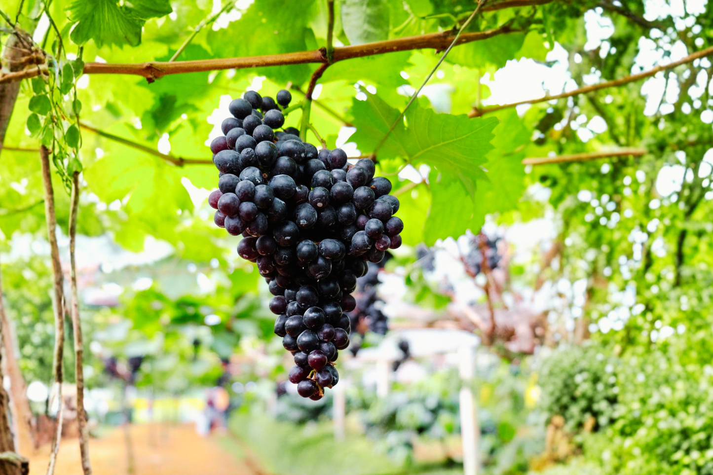 Black Monukka Seedless Grape Vine 3 Gal Live Plant – Sweet Seedless Grapes for Garden Trellis Backyard Growing No Ship CA