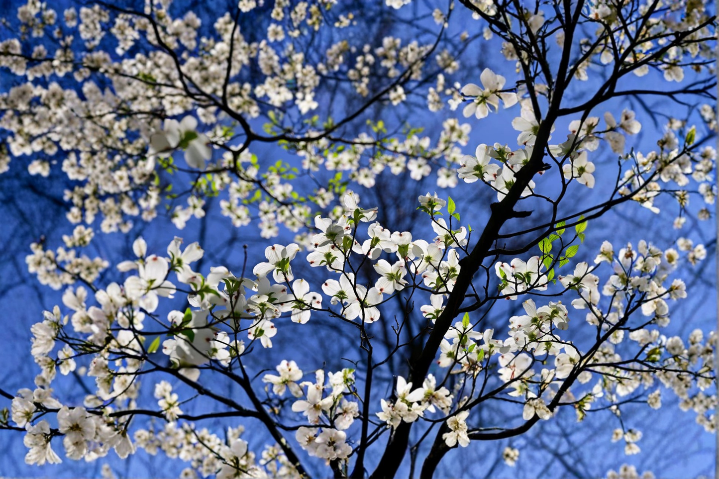 White Flowering Dogwood Tree 4-5 FT 5 Gal Live Plant – Spring Bloom Ornamental Tree for Garden Landscape Yard No Ship CA