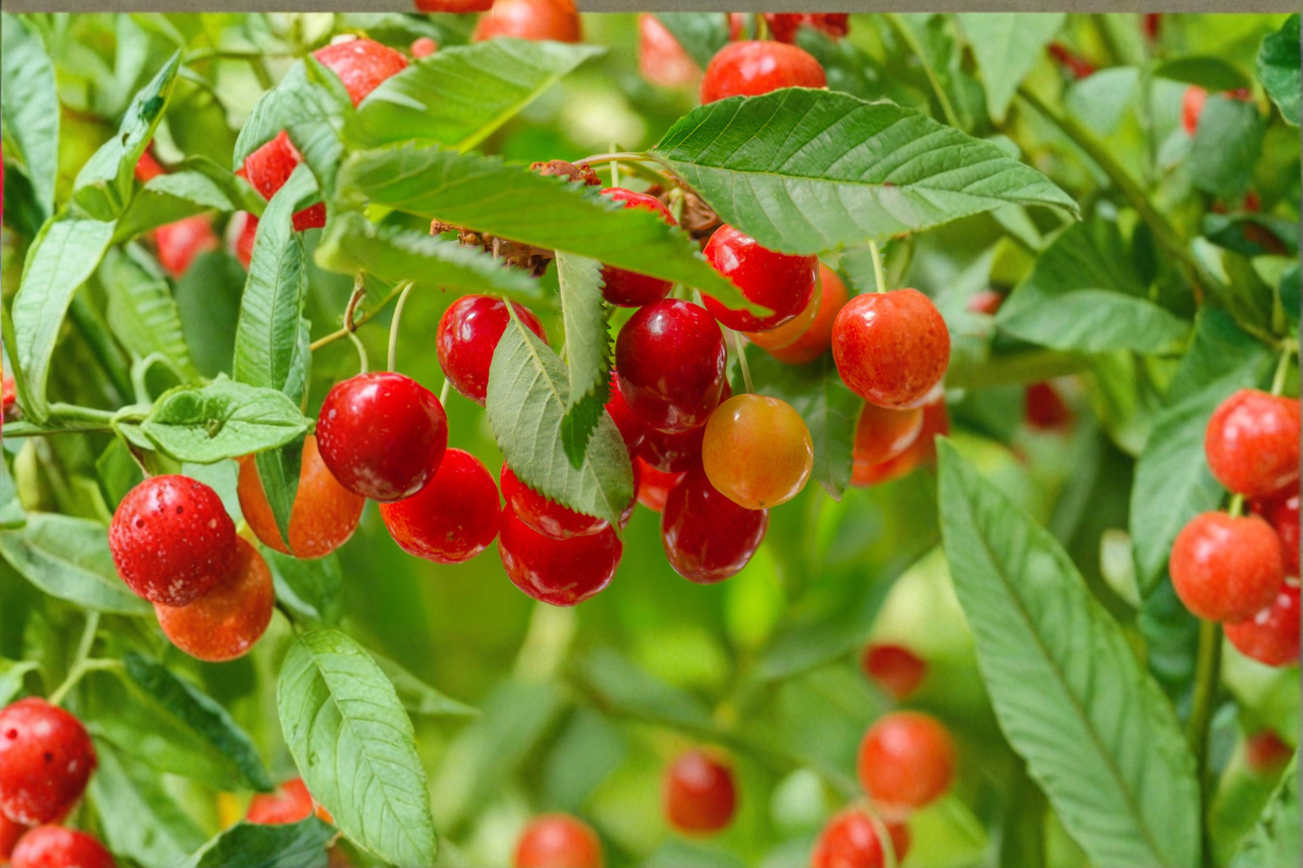Lapins Cherry Tree Live Plant 4 ft – Sweet Fruit Cherry Tree for Home Garden Outdoor Plant