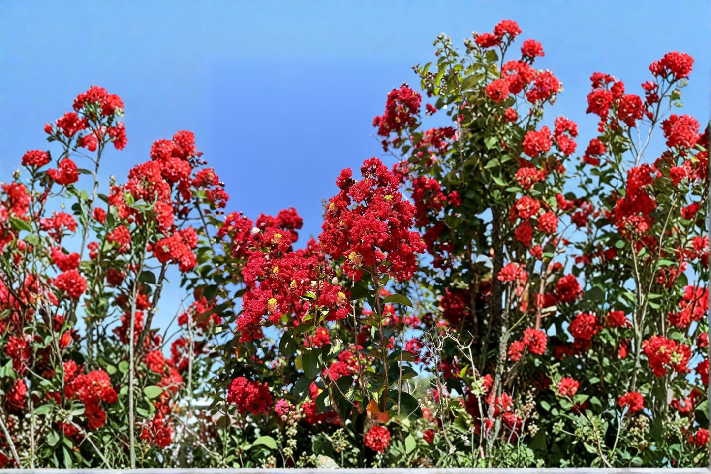 Dynamite Crape Myrtle Tree Live Plant 4–6 ft – Deep Red Flowering Lagerstroemia for Garden Landscape