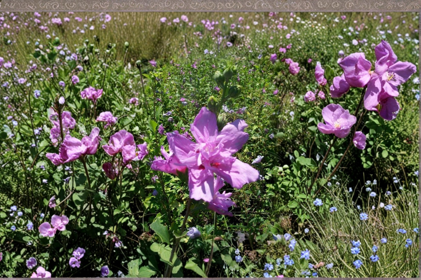 Purple Althea Rose of Sharon Live Plant 1 Gallon – Double Flower Hibiscus Shrub for Garden Outdoor Plant
