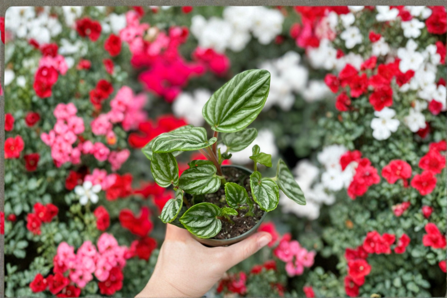 Peperomia Ecuador Live Plant Rare Indoor Houseplant Rooted Tropical Peperomia Starter Cutting Home Decor