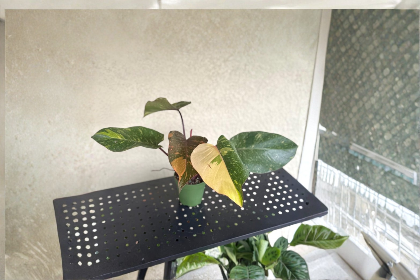Philodendron Orange Princess Live Plant Rare Variegated Tropical Houseplant Indoor Foliage Decor Cutting