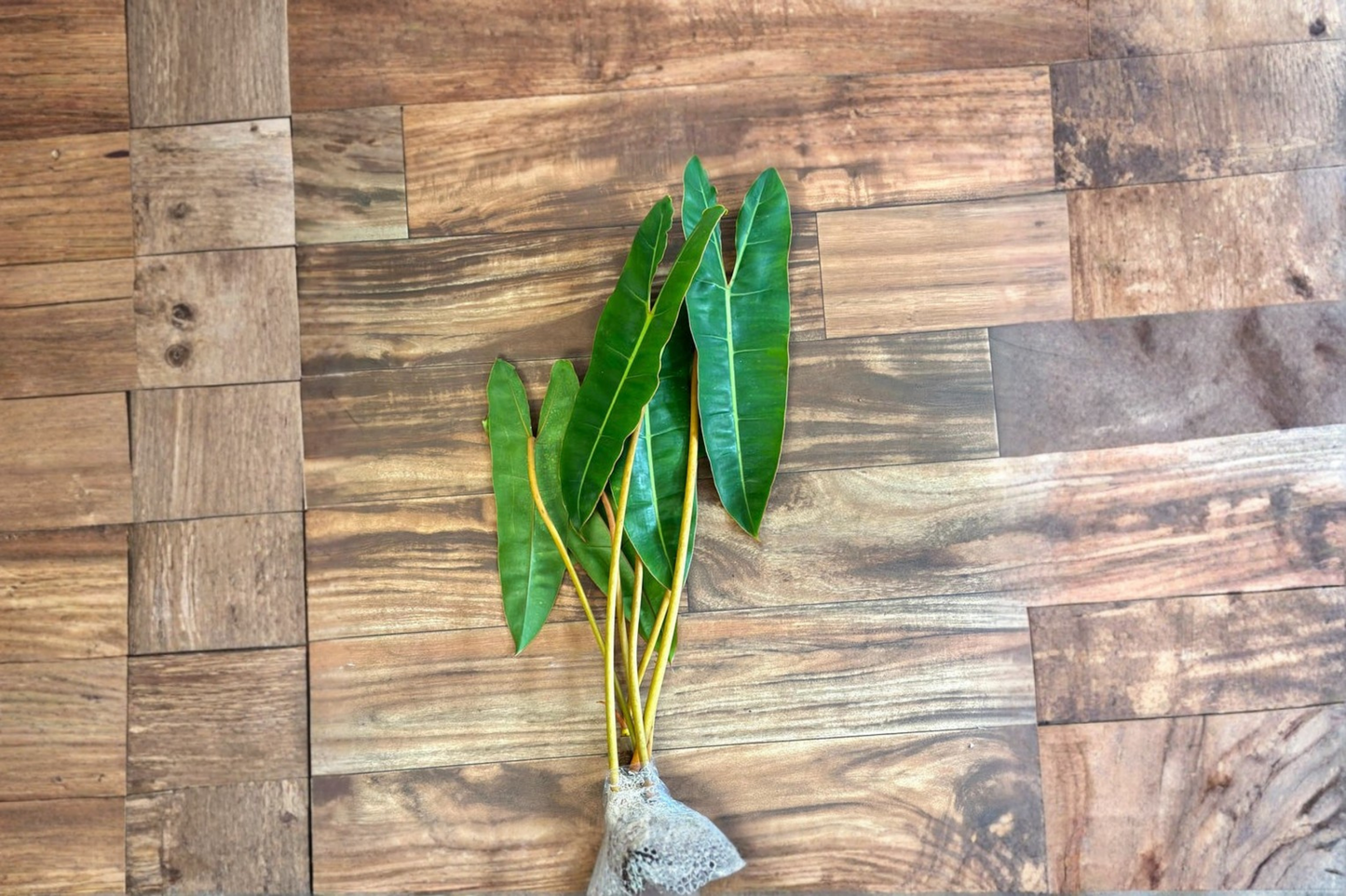 Philodendron Billietiae Live Plant Rare Tropical Aroid Houseplant Indoor Foliage Plant Cutting Decor