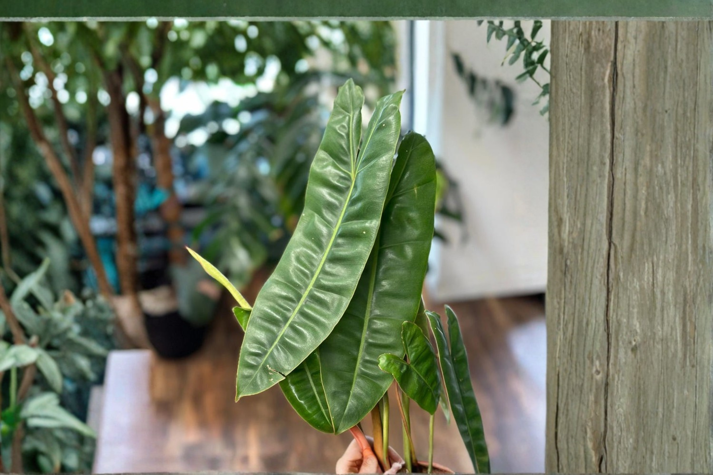 Philodendron Billietiae Live Plant Rare Tropical Aroid Houseplant Indoor Foliage Plant in 3-4 Inch Pot