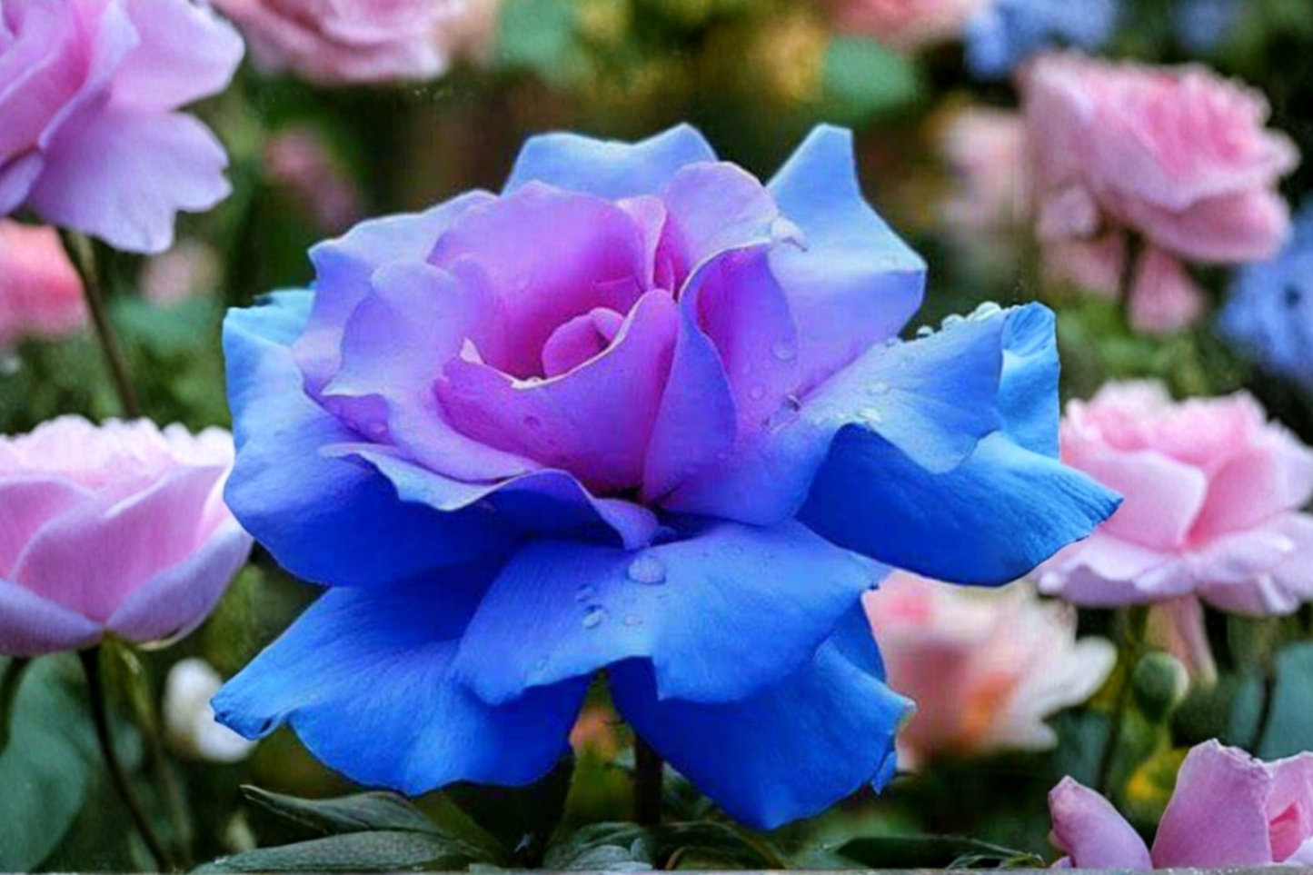 Rare Blue Purple Rose Seeds 20 Pack Ornamental Rose Bush Flower Seeds for Garden Planting USA Seller Combined Shipping
