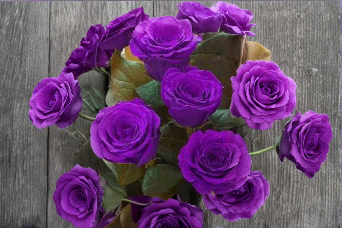 English Dark Purple Rose Seeds Rare Flower Bush 30 Seeds Ornamental Garden Rose for Outdoor Planting
