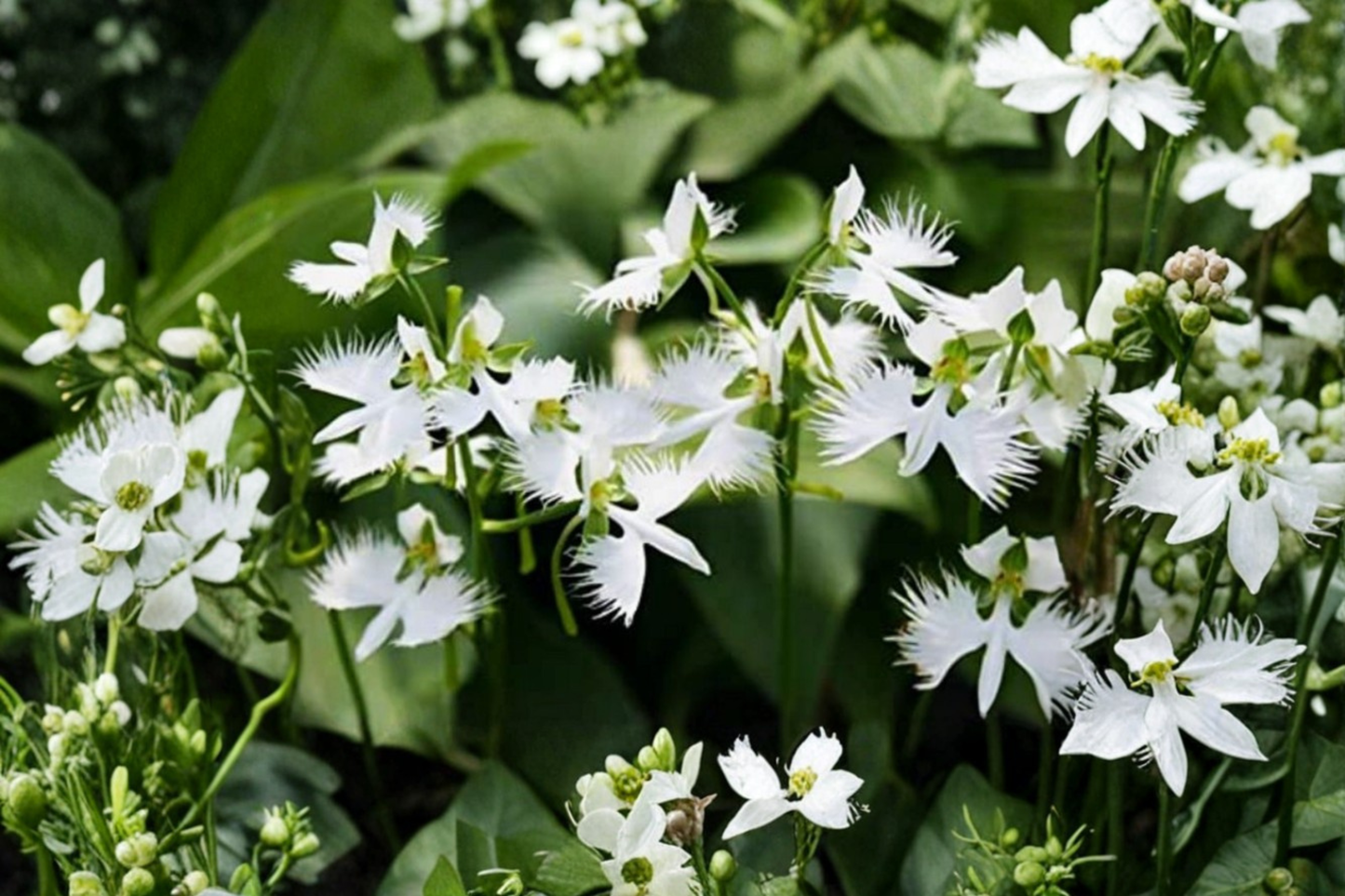 Rare White Dove Egret Flower Seeds Stunning White Papery Blooms Ornamental Garden Plant 10 Seeds USA Seller Fast Shipping