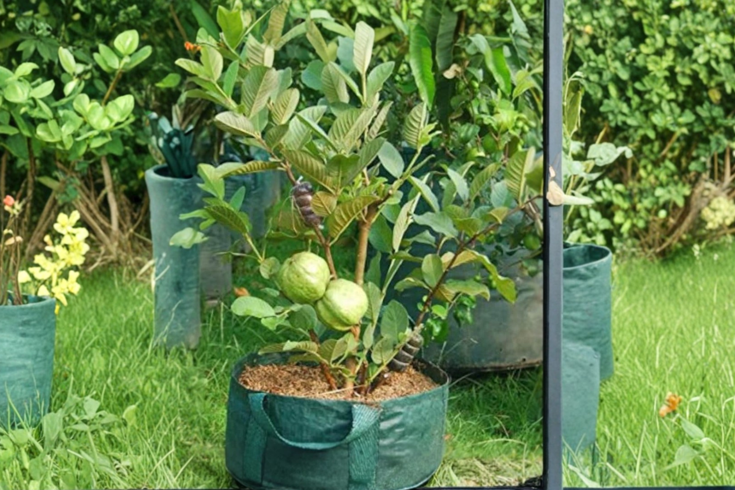 Dwarf Guava Seeds Tropical Fruit Tree 40 Seeds for Indoor Pot and Outdoor Garden Growing