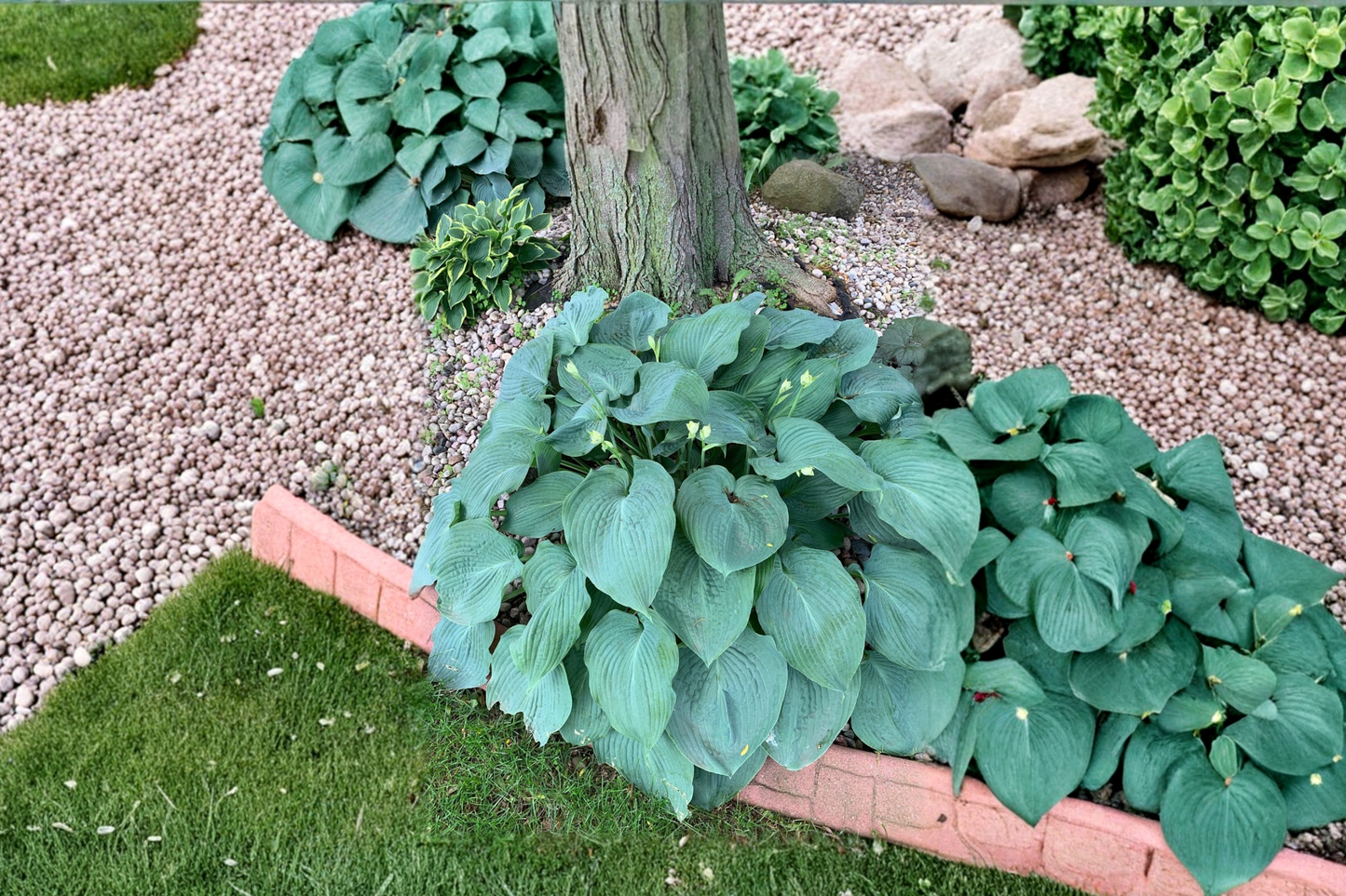 Humpback Whale Hosta 3 Inch Pot Blue Green Leaf Shade Perennial Garden Starter Plant Large Foliage