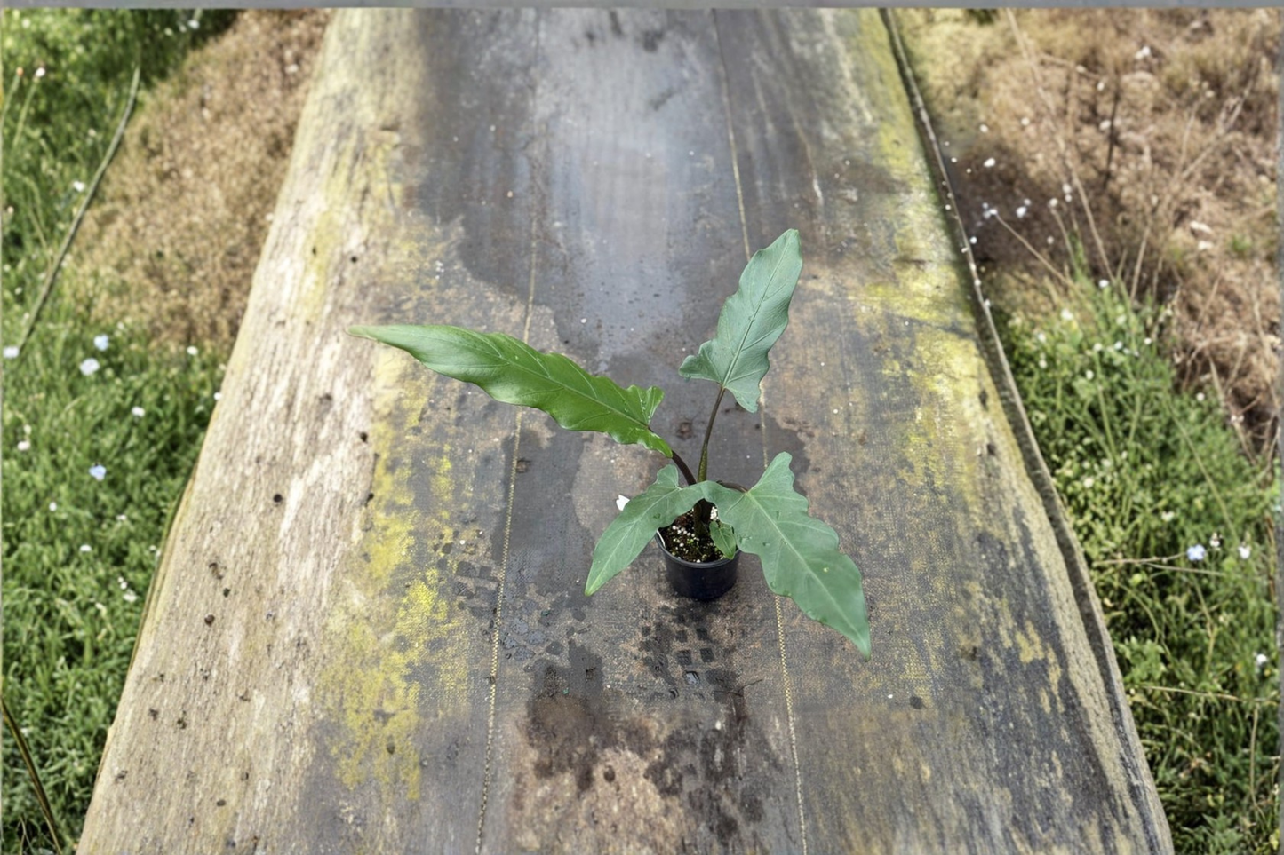 Alocasia Lauterbachiana Live Plant Rooted Elephant Ear Tropical Houseplant in 4 Inch Pot Rare Indoor Plant Gift
