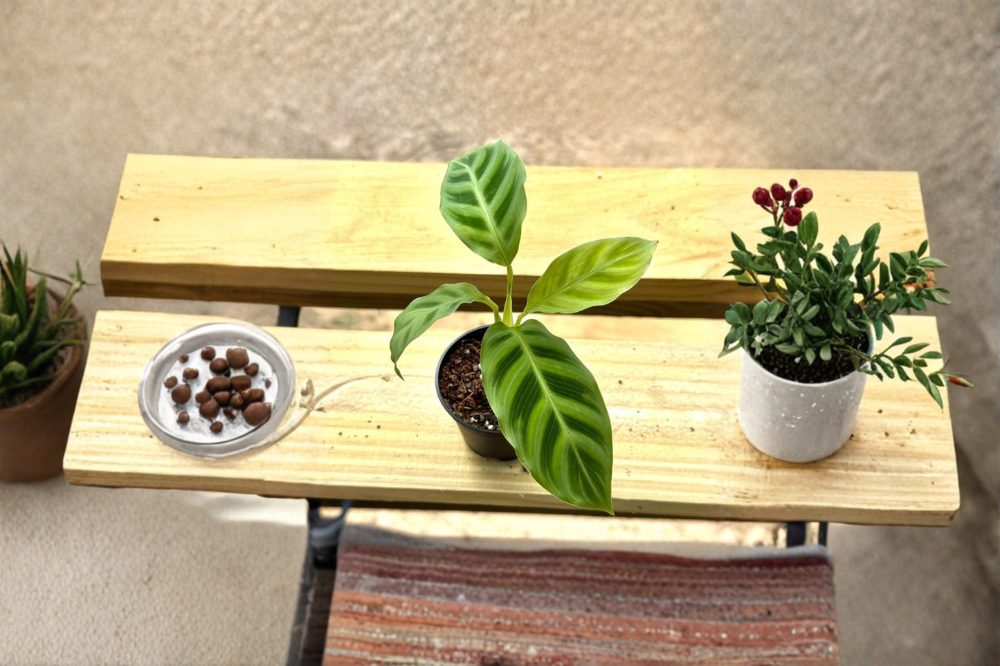 Calathea Zebrina Live Plant Prayer Plant Starter Houseplant Cat Safe Tropical Indoor Plant in 2 Inch Pot Gift