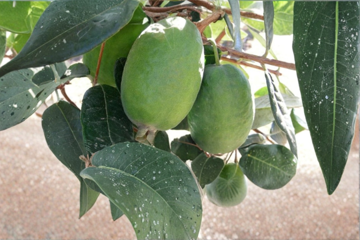 Kakariki Pineapple Guava Live Plant 1 Gallon Pot Large Fruiting Shrub Feijoa Acca sellowiana Edible Garden Plant