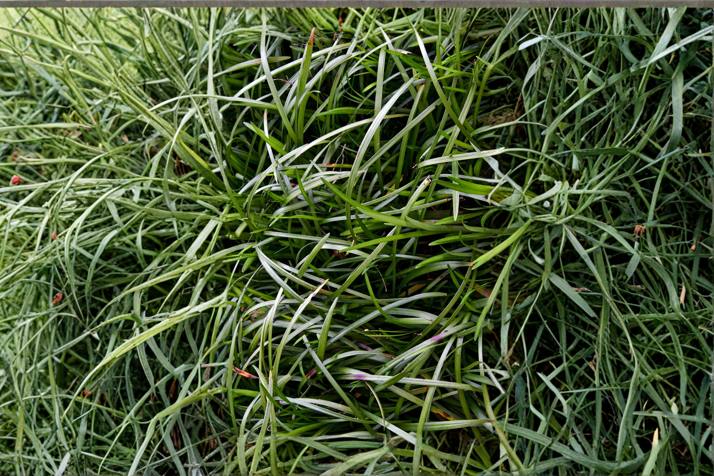 50 Mondo Grass Plugs Bare Root Live Starter Plants – Ground Cover Border Grass – Ophiopogon japonicus