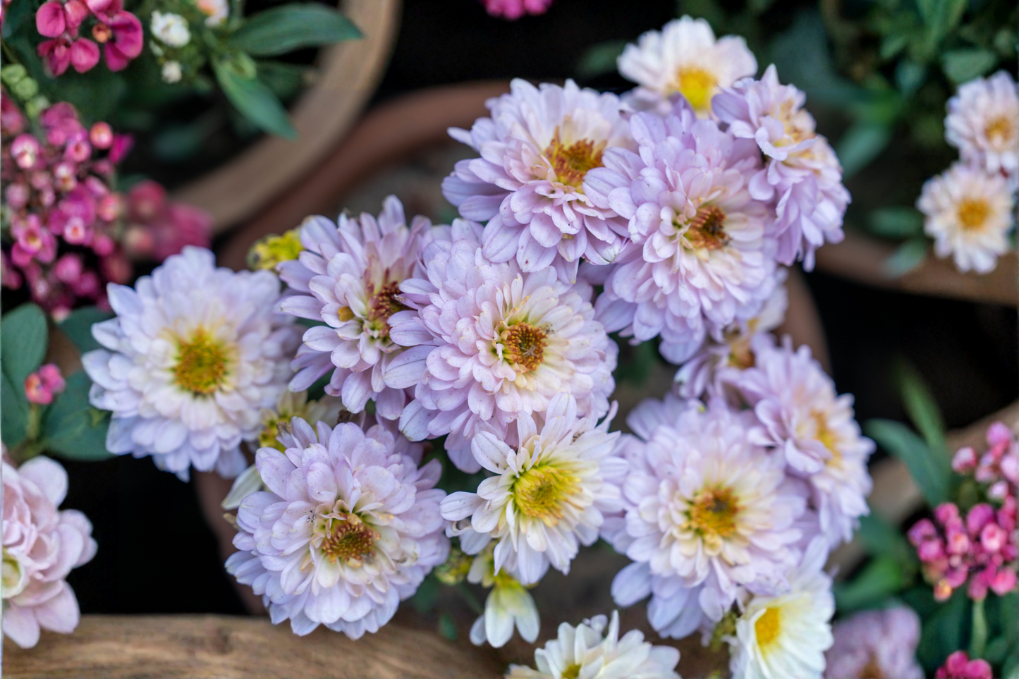 Lilac Pink King Chrysanthemum Live Plant 6–11 Inches Tall – Bare Root Starter Plant