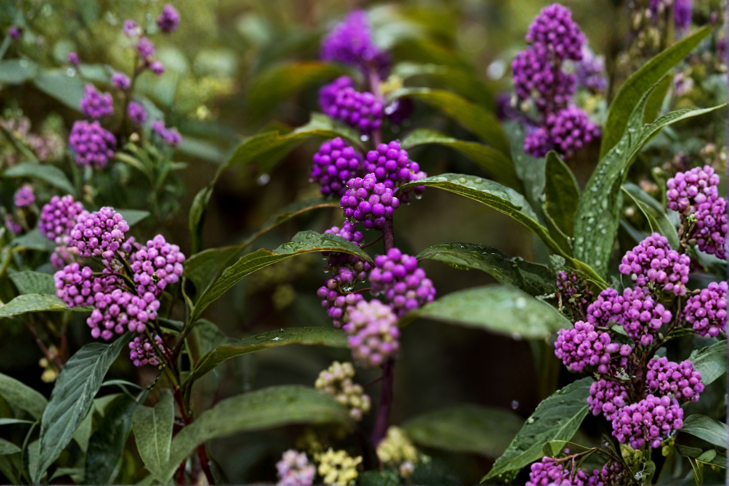 Purple American Beautyberry Live Plant 1–2 Ft Tall – Callicarpa americana Bare Root Shrub