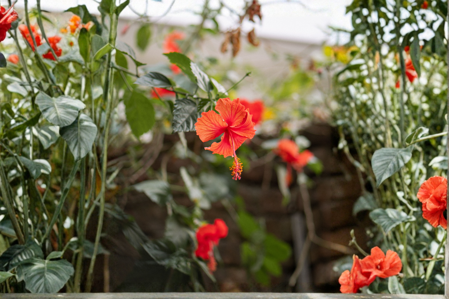 Madagascar Hibiscus Starter Live Plant 3–5 Inch Rooted Plant – Hibiscus moscheutos