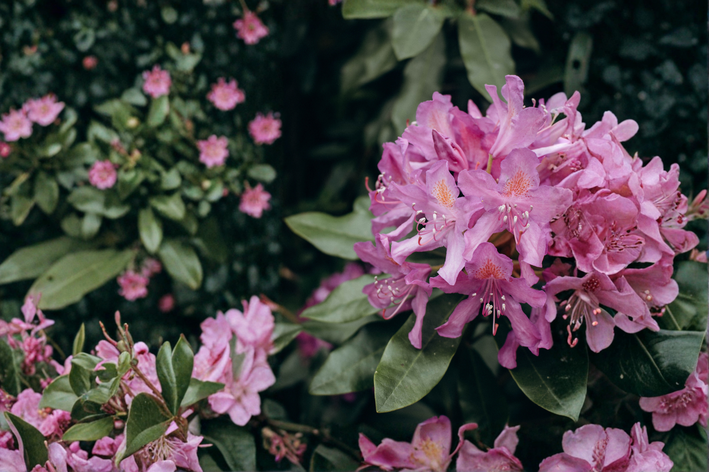 Catawba Boursault Rhododendron Starter Plant – Live Evergreen Flowering Shrub