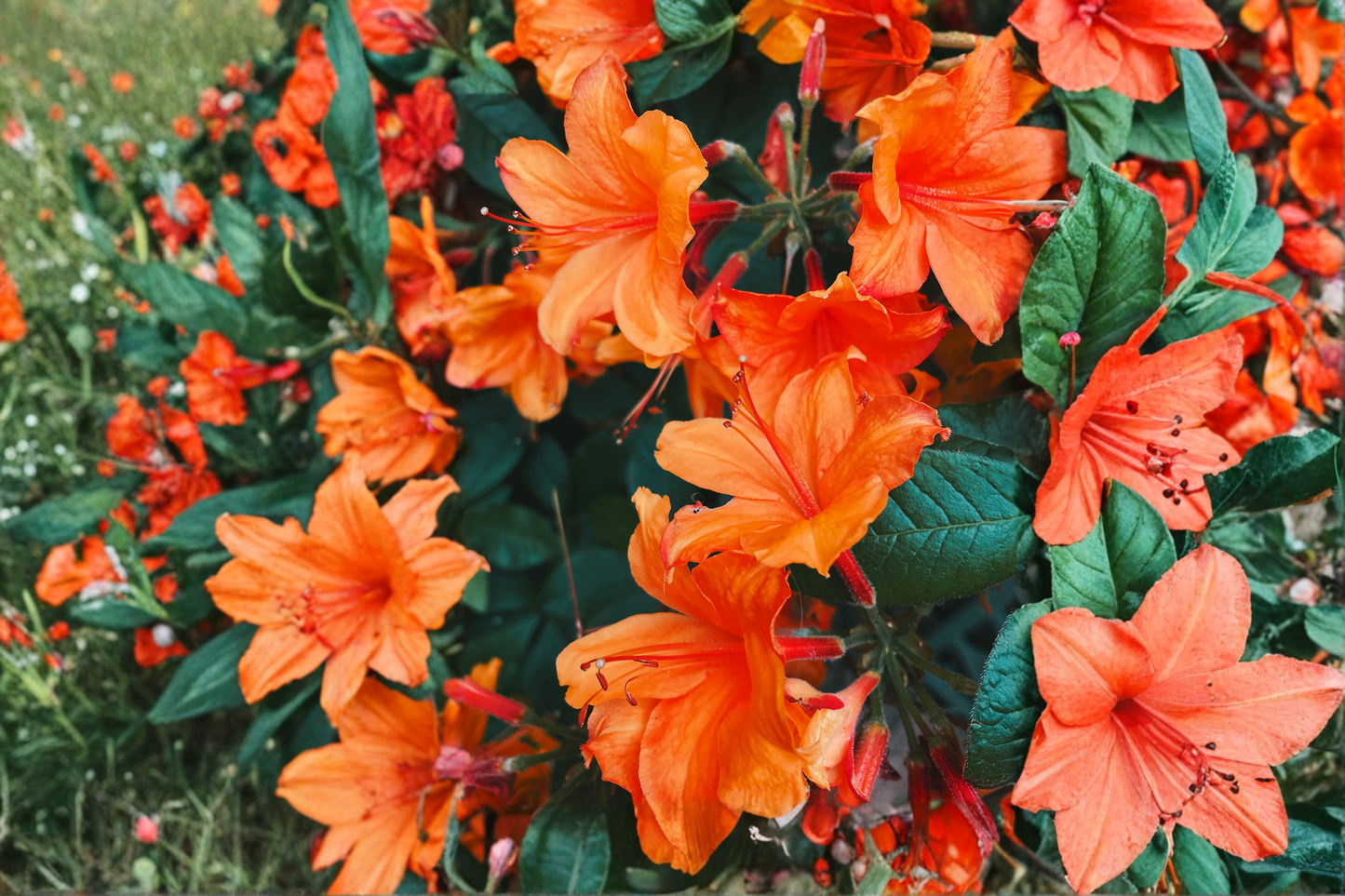 Mandarin Lights Orange Azalea Starter Plant – Deciduous Rhododendron – Live Plant