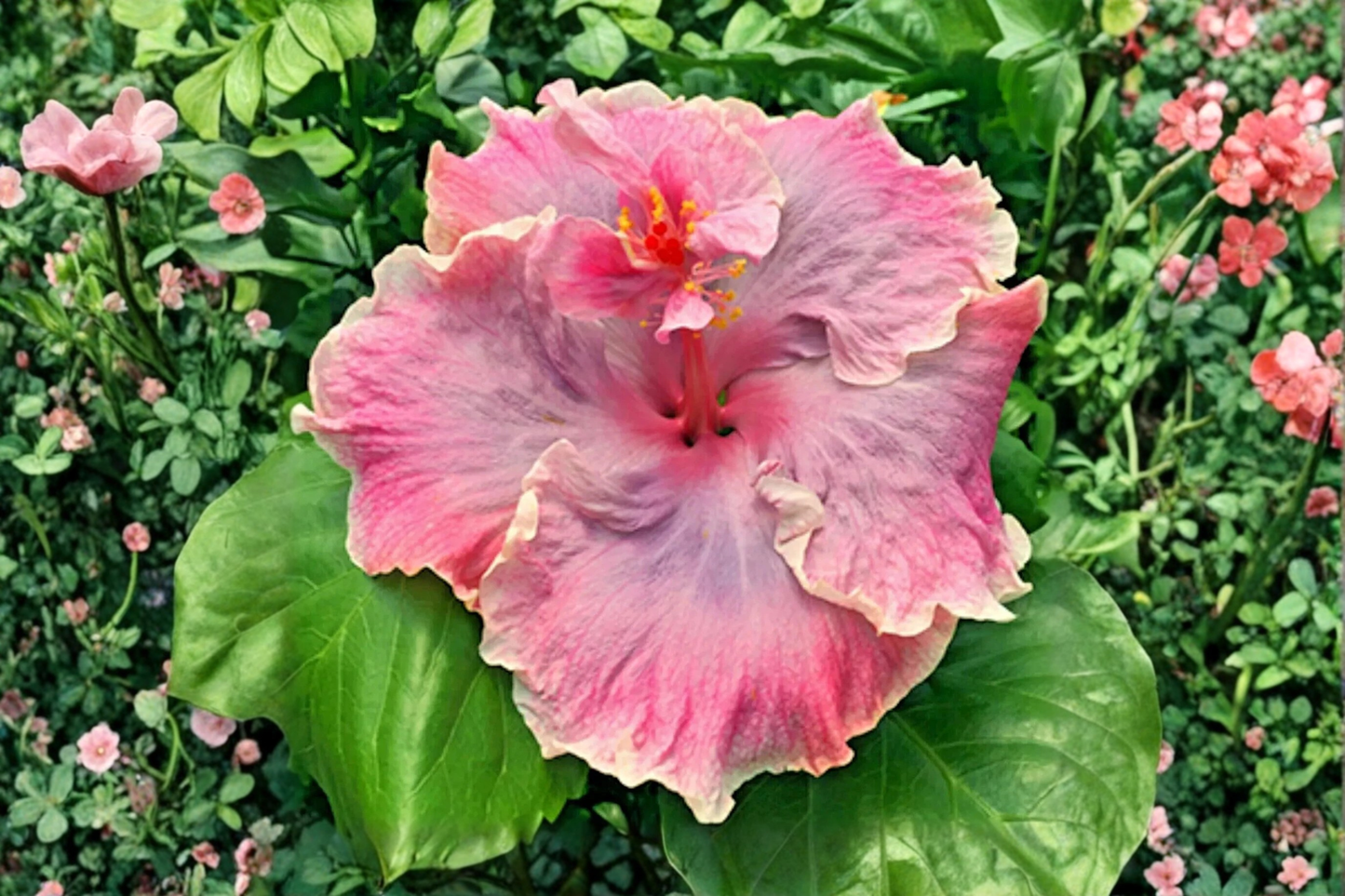 Madagascar Hibiscus Starter Live Plant 3–5 Inch Rooted Plant – Hibiscus moscheutos