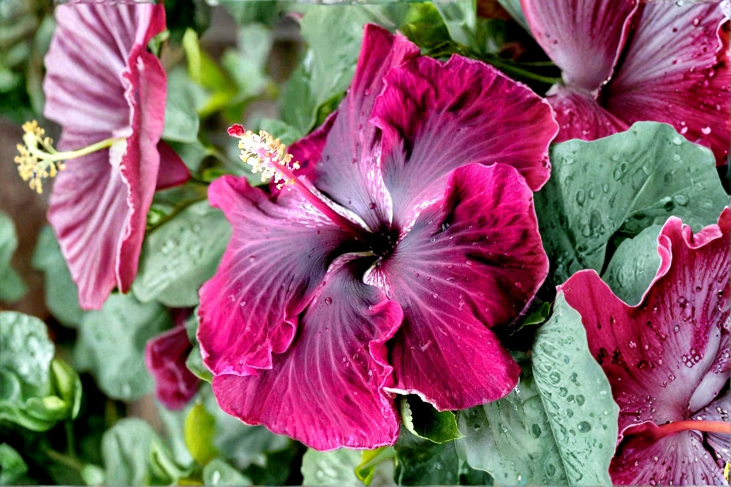 Madagascar Hibiscus Starter Live Plant 3–5 Inch Rooted Plant – Hibiscus moscheutos
