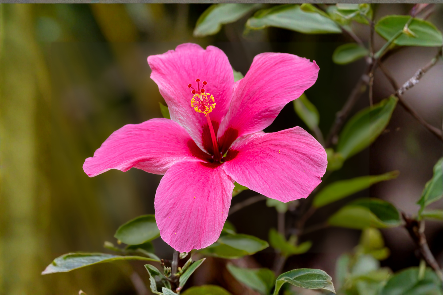 Madagascar Hibiscus Live Starter Plant 3–5 Inches Rooted – Hibiscus moscheutos